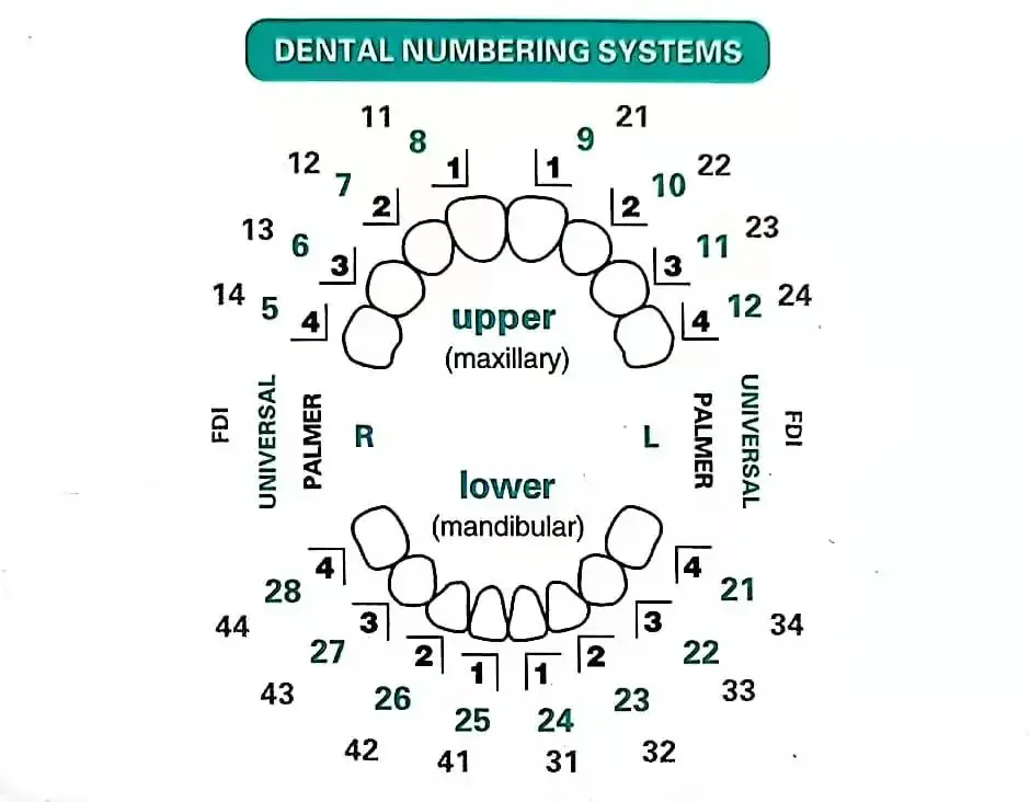 Formy dentystyczne do licówek  – Teeth Whitening Moulds recenzja i cena
